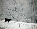 A Snowy World For This Calf - Cow.jpg